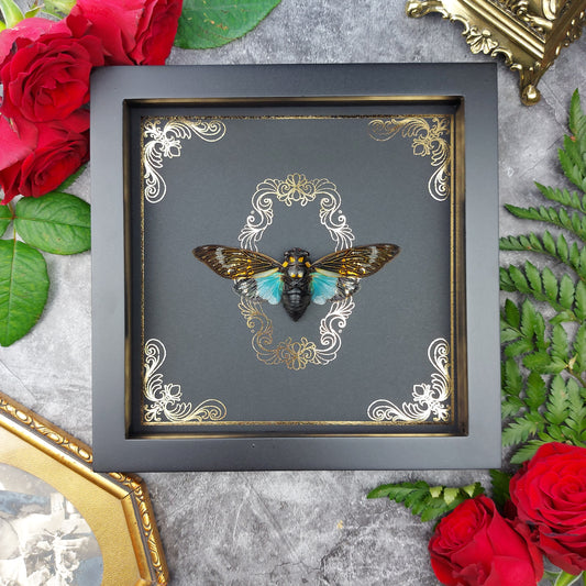 Finest Obituaries | Präparierte Zikade im Rahmen "Tosena Splendida"