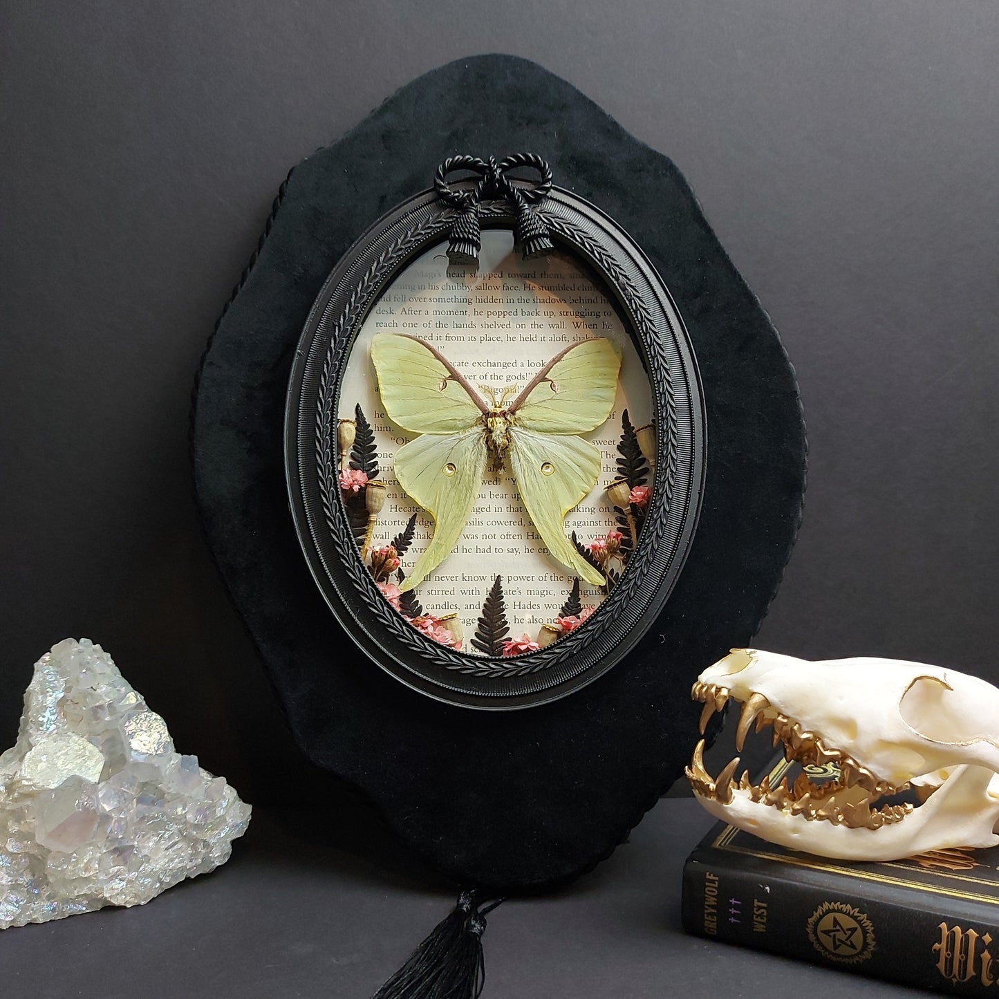 Finest Obituaries | Taxidermied moth "Actias Luna" in baroque frame