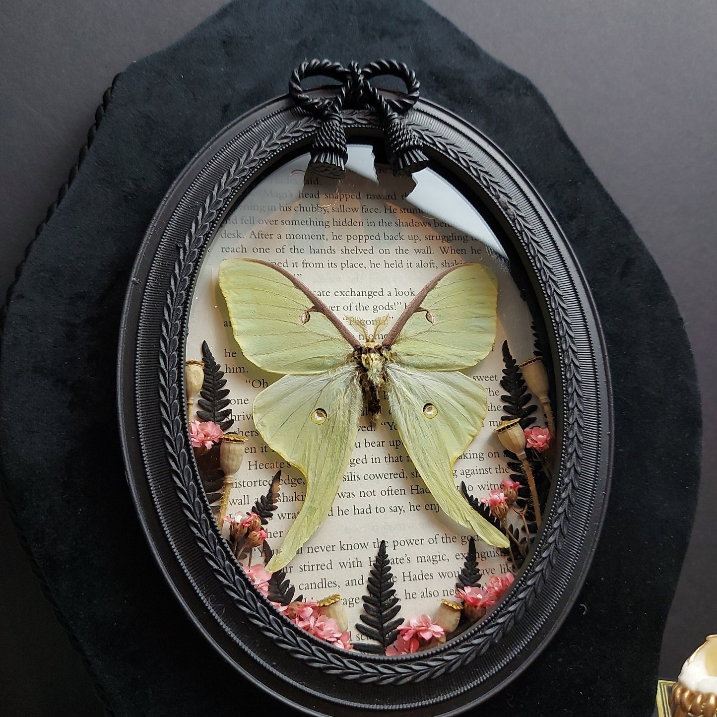 Finest Obituaries | Taxidermied moth "Actias Luna" in baroque frame