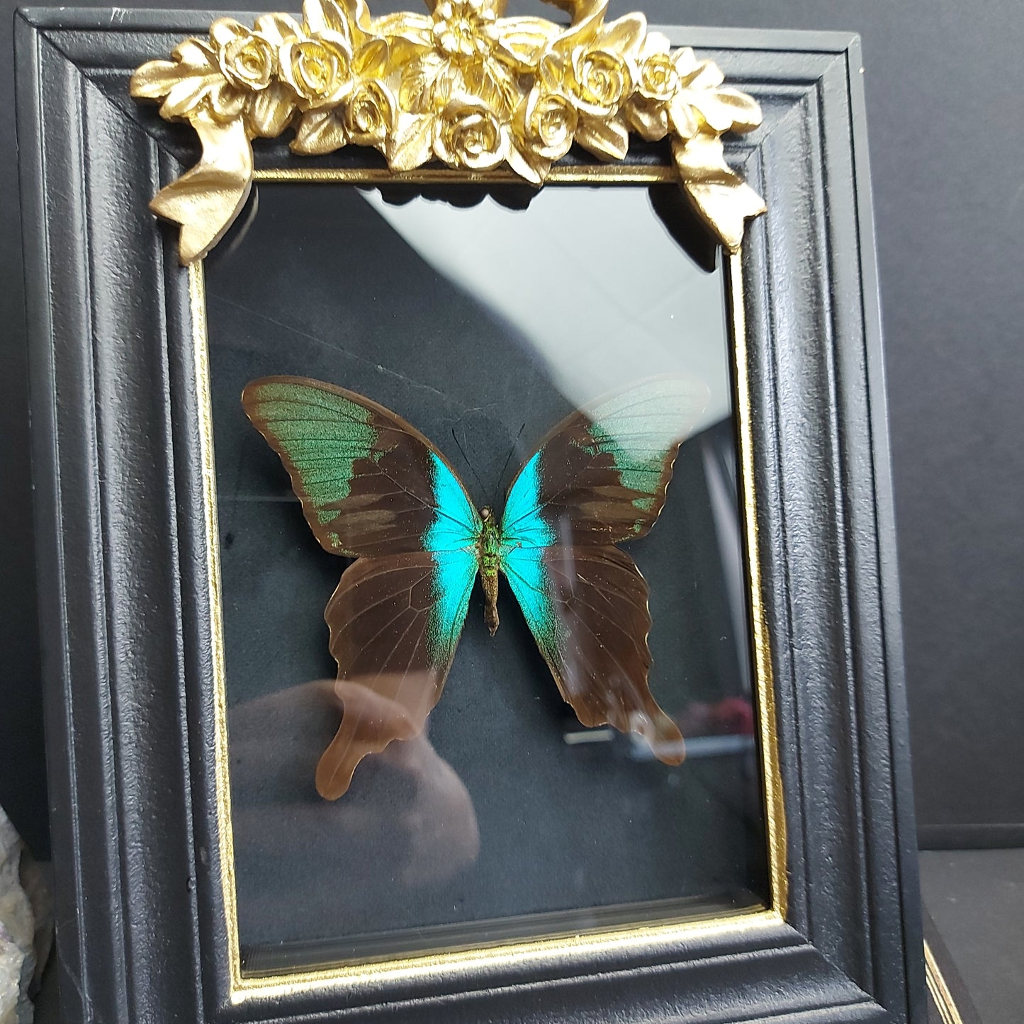 Finest Obituaries |Präparierter Schmetterling "Papilio Peranthus Adamantius" in Barockrahmen