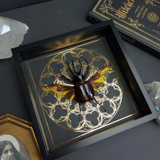 Finest Obituaries | Framed Beetle "Chalcosoma Atlas"