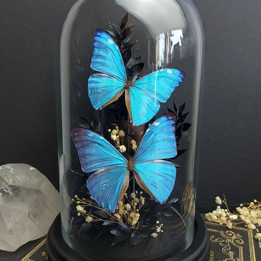Finest Obituaries | Schmetterlinge in Glasglocke "Morpho Adonis"