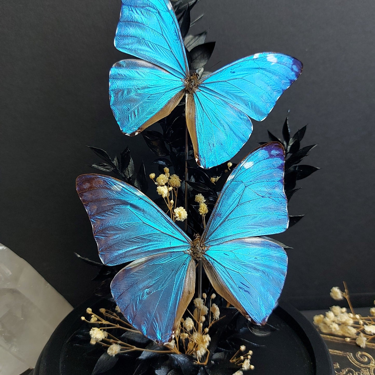 Finest Obituaries | Schmetterlinge in Glasglocke "Morpho Adonis"