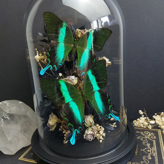 Finest Obituaries | Schmetterlinge in Glasglocke "Papilio Blumei"