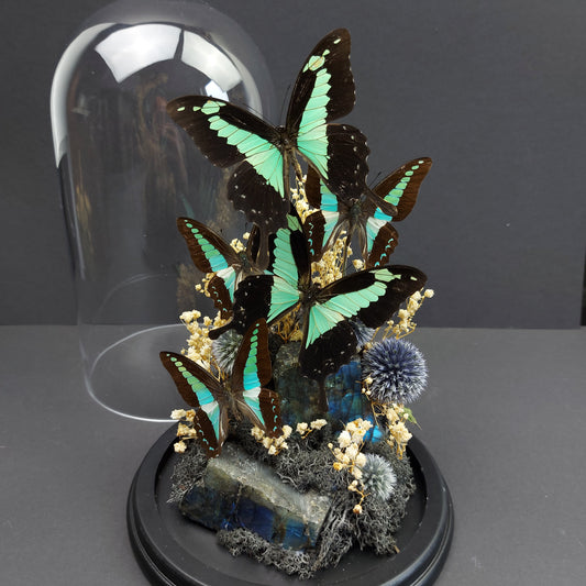 Finest Obituaries | Präparierte Schmetterlinge in Glasglocke -verschiedene Schmetterlinge