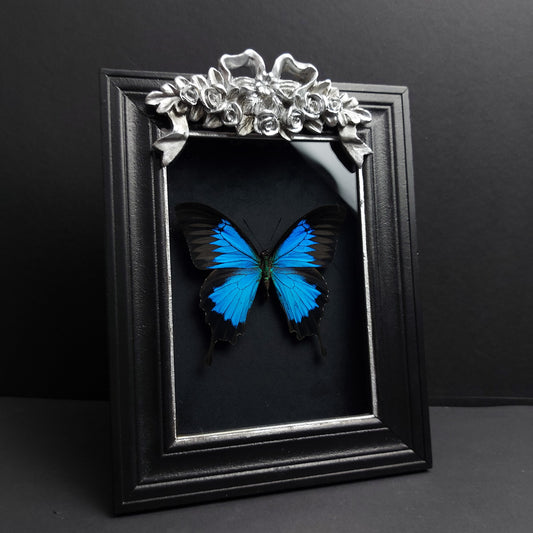 Finest Obituaries | Präparierter Schmetterling "Papilio Ulysses Ulysses" in Barockrahmen
