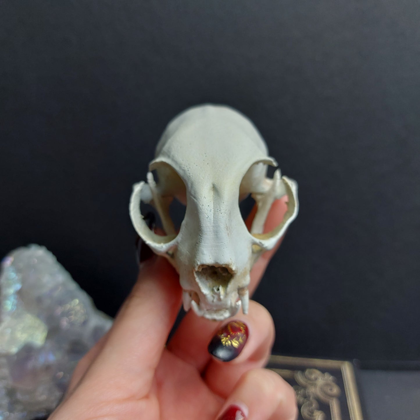 Finest Obituaries | Cat Skull Replica