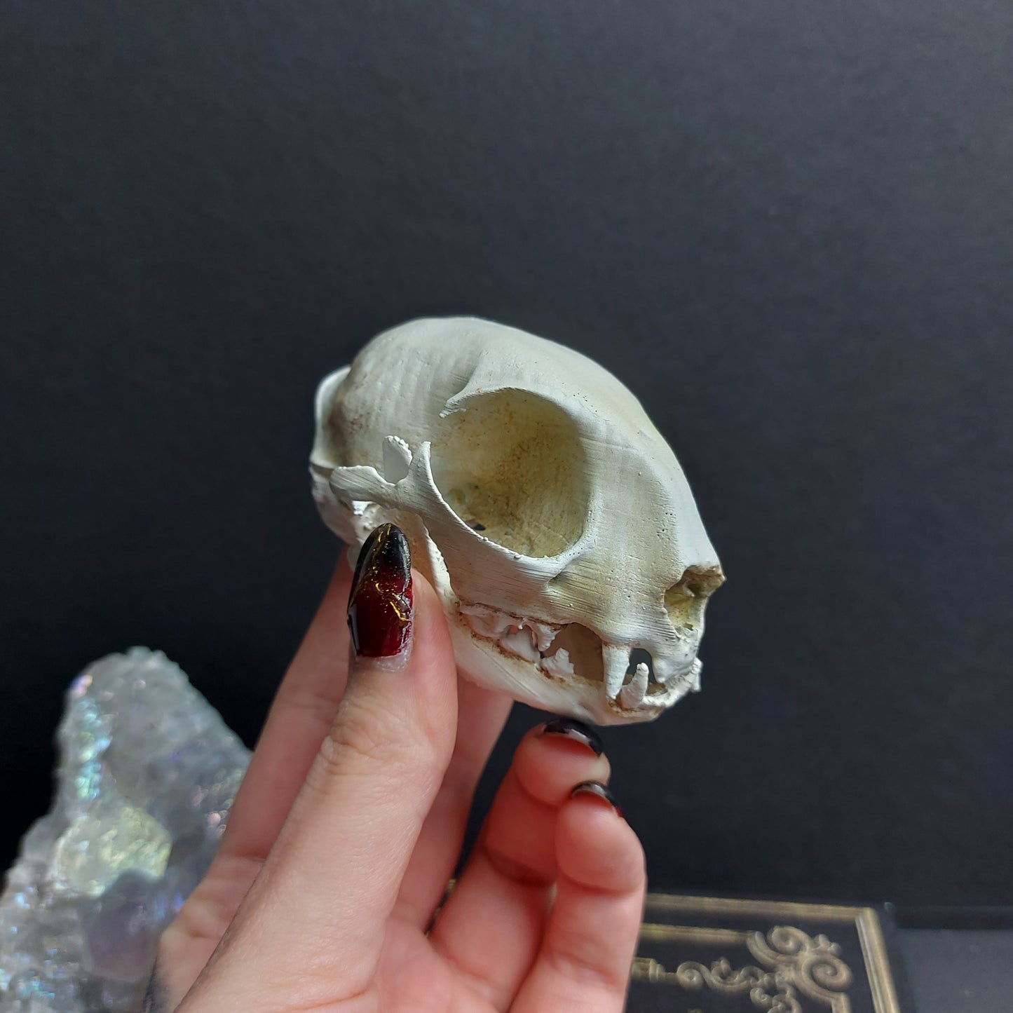 Finest Obituaries | Cat Skull Replica