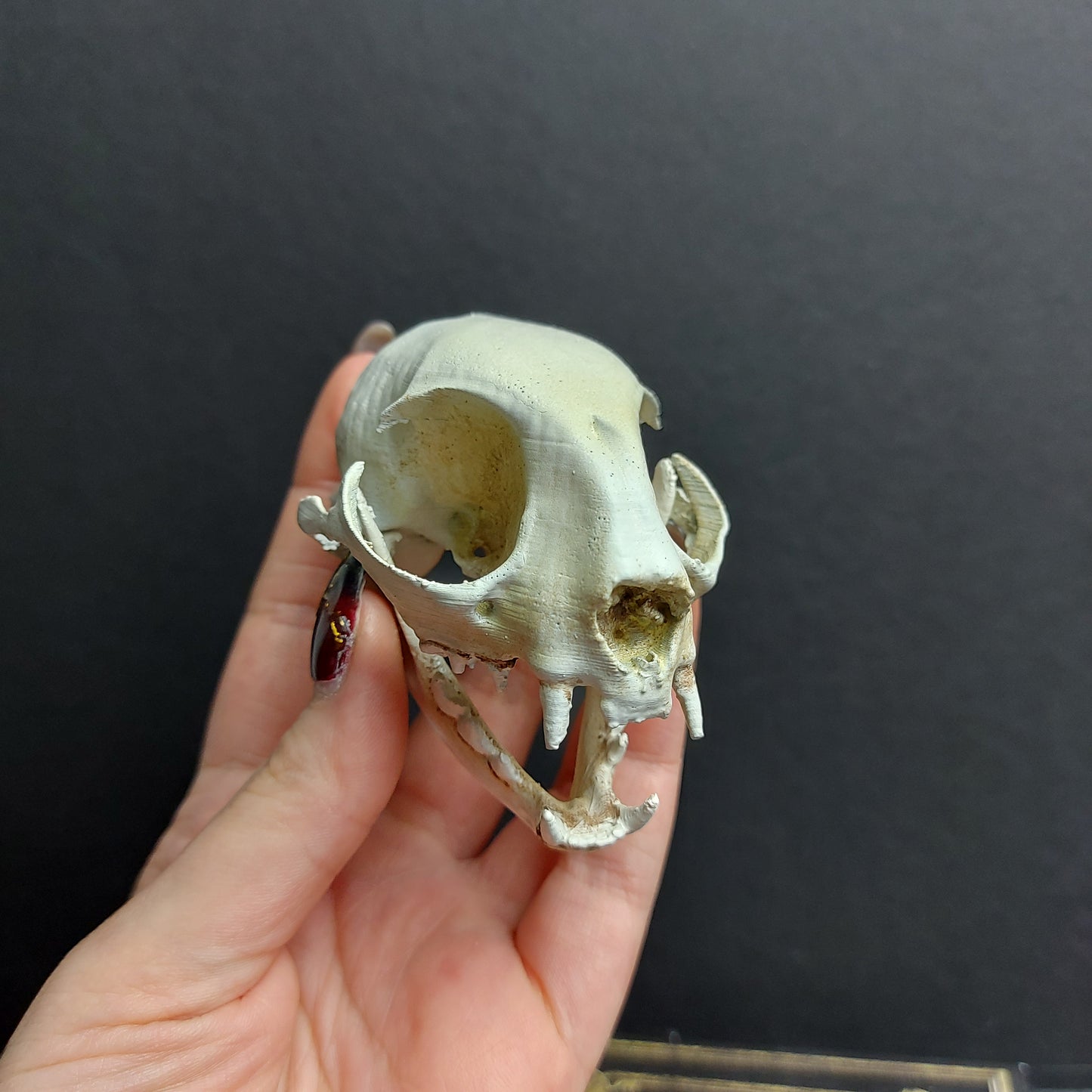 Finest Obituaries | Cat Skull Replica