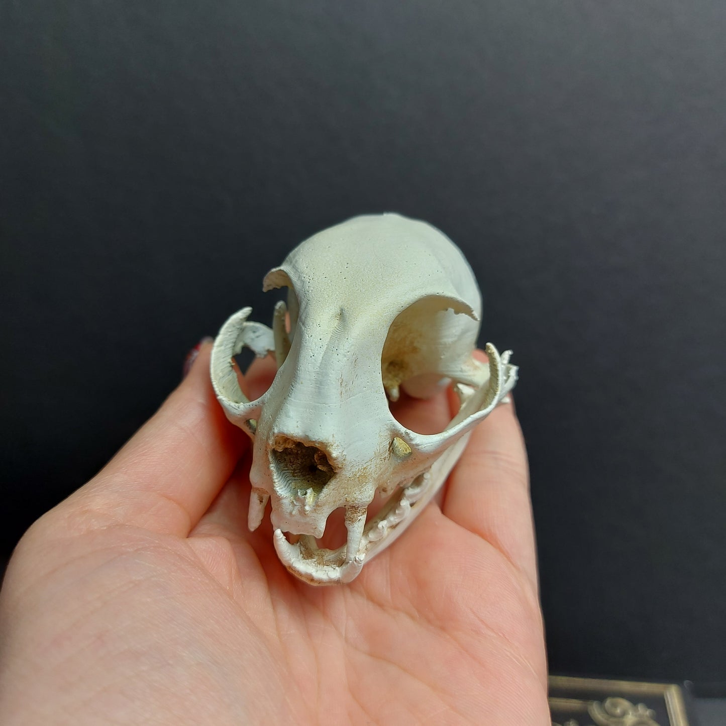 Finest Obituaries | Cat Skull Replica