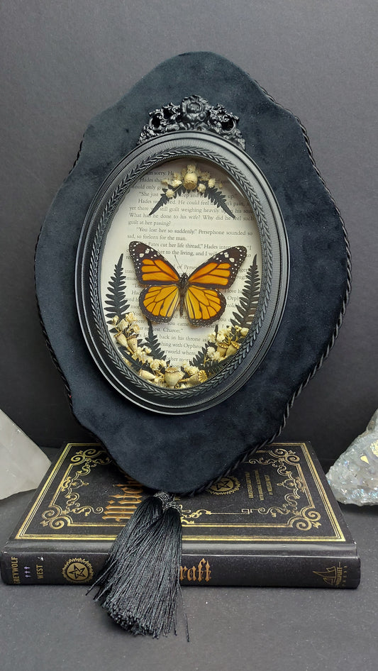 Finest Obituaries | Präparierter Schmetterling "Danaus Plexippus" in Barockrahmen