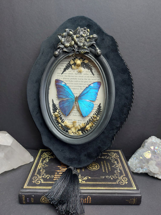 Finest Obituaries | Präparierter Schmetterling "Morpho Adonis" in Barockrahmen