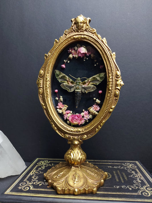 Finest Obituaries | Moth "Daphnis Nerii" in baroque frame
