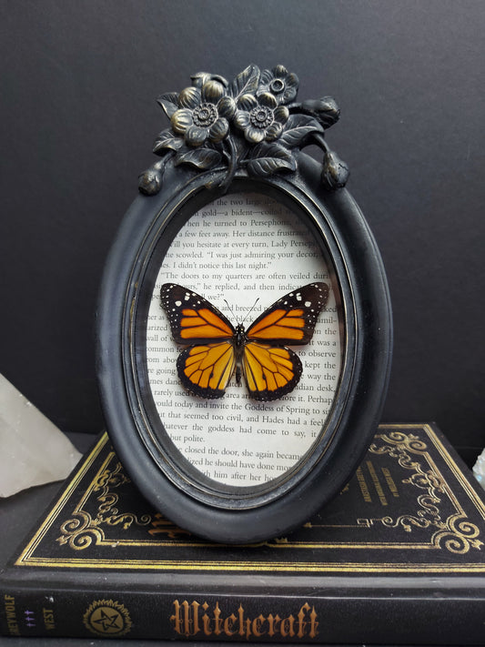 Finest Obituaries | Schmetterling "Danaus Plexippus" in Barockrahmen