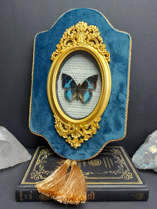 Finest Obituaries | Taxidermied butterfly "Charaxes Smaragdales" in baroque frame