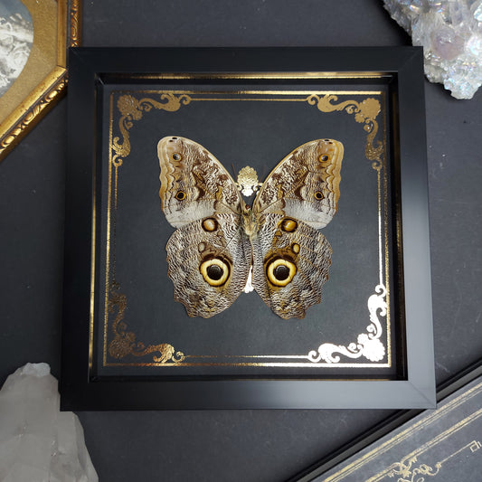 Finest Obituaries | Schmetterling im Rahmen "Caligo Martia"