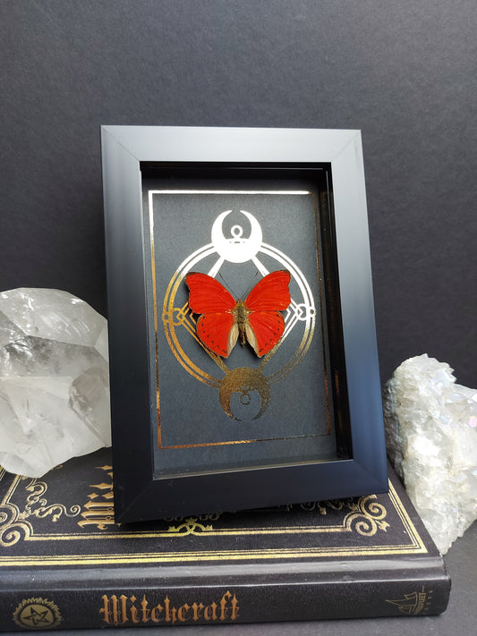 Finest Obituaries | Framed Butterfly  "Comothoe Sangaris"