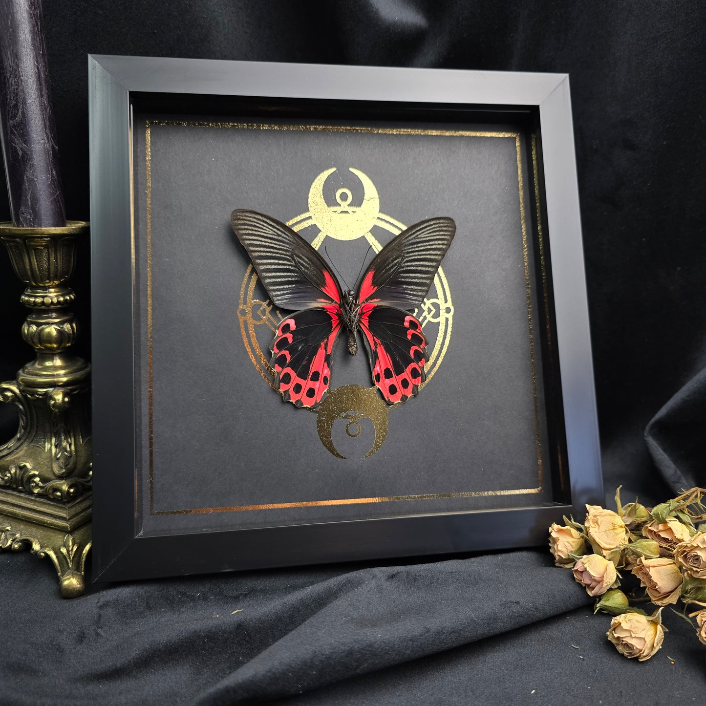 Finest Obituaries | Framed Butterfly "Papilio Rumanzovia" Männchen