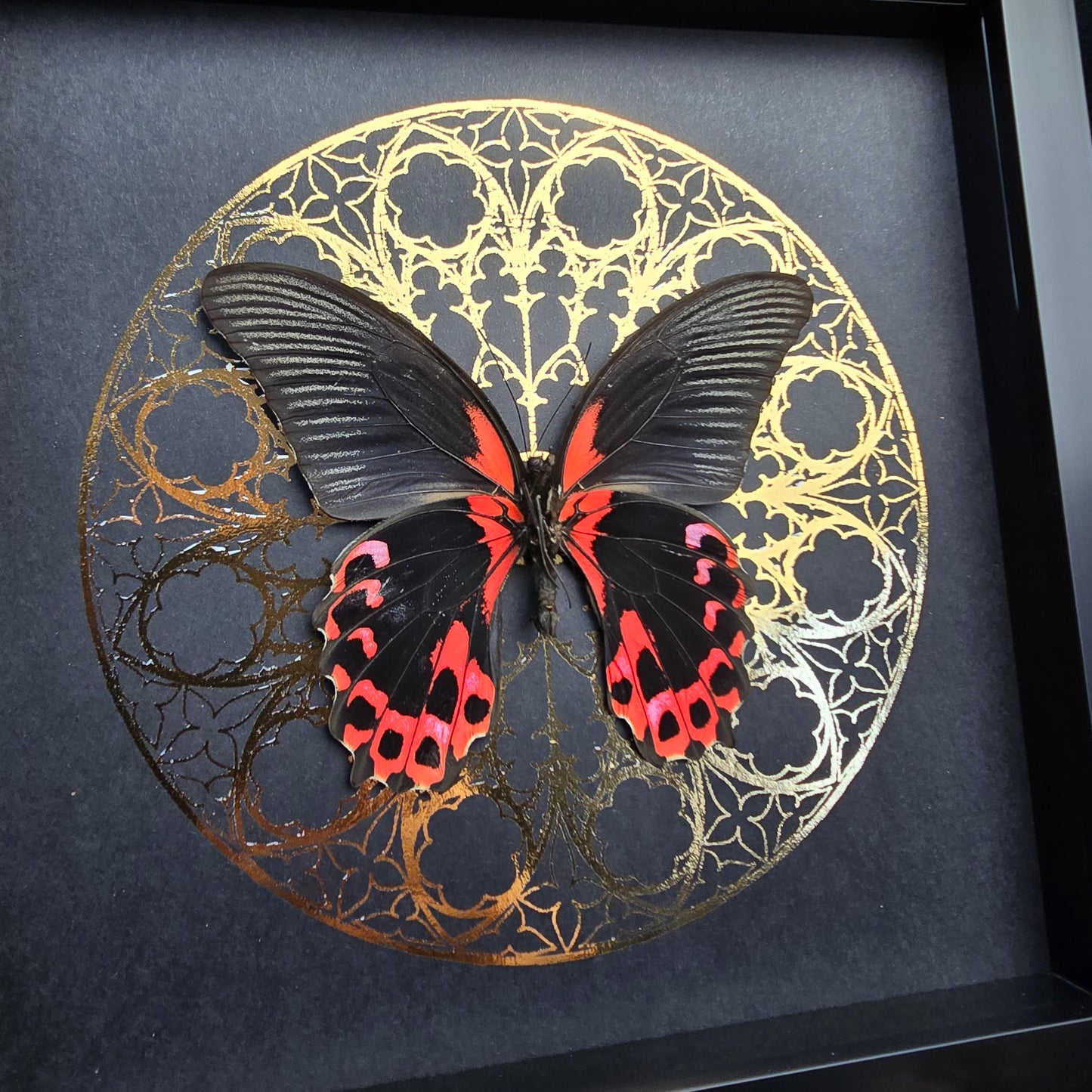 Finest Obituaries | Framed Butterfly "Papilio Rumanzovia" Männchen