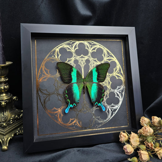 Finest Obituaries | Framed Butterfly "Papilio Blumei"