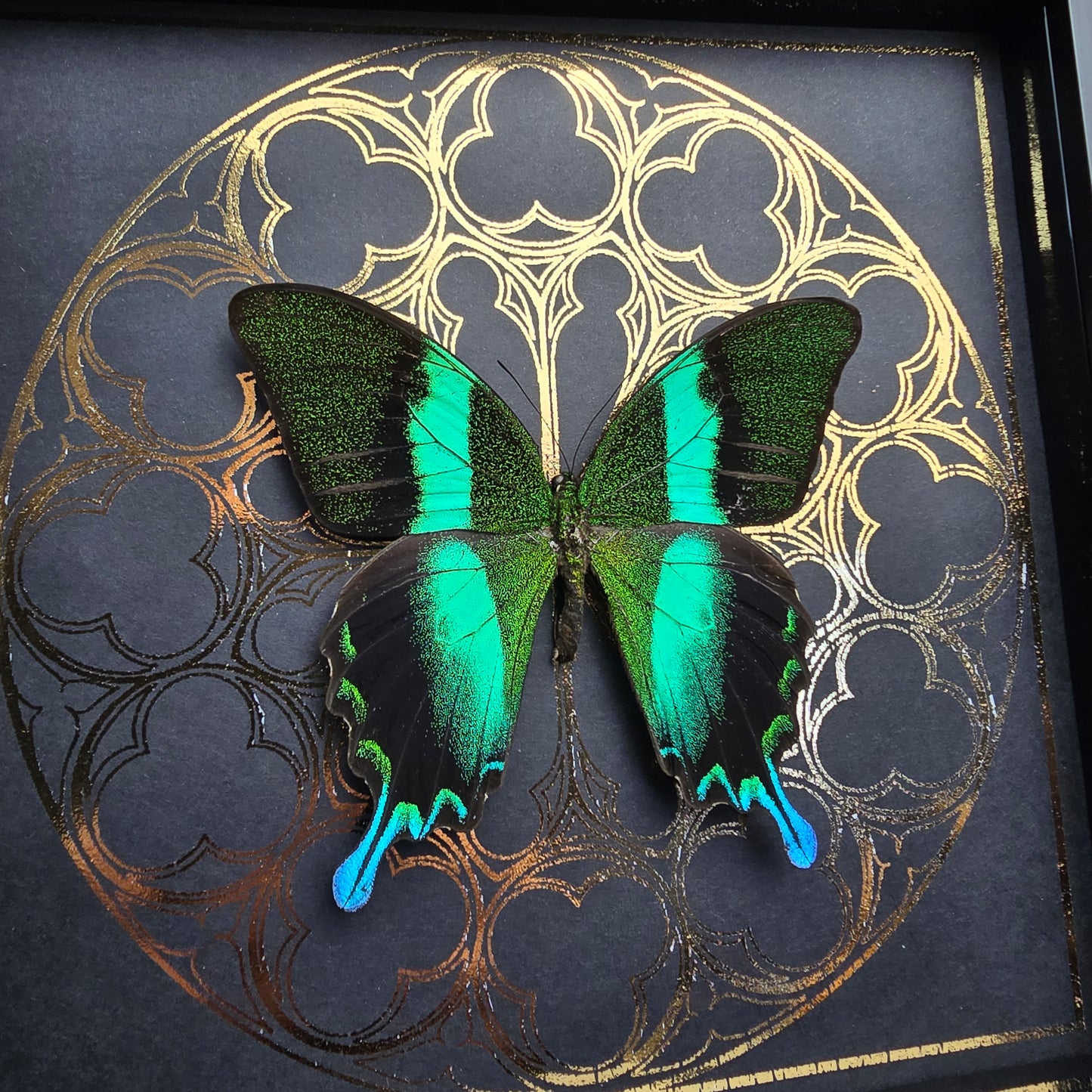 Finest Obituaries | Framed Butterfly "Papilio Blumei"