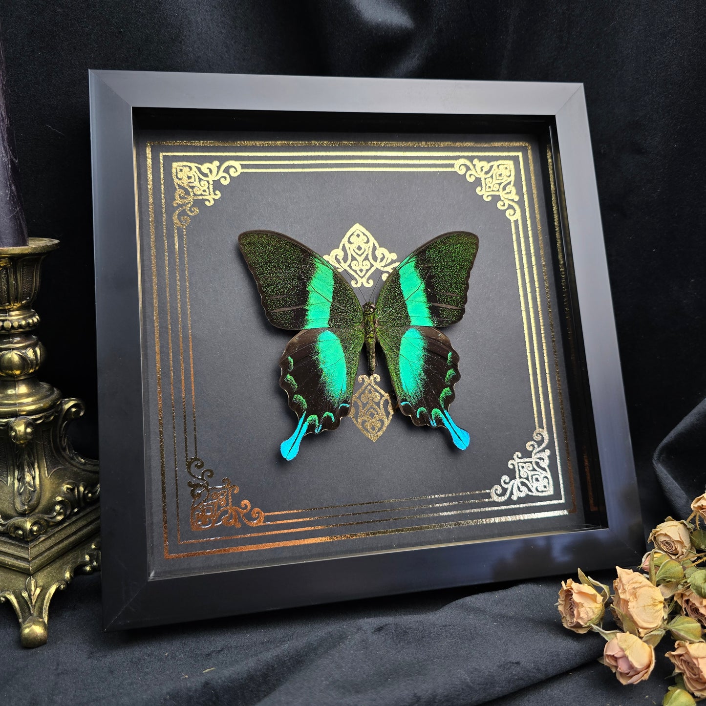 Finest Obituaries | Framed Butterfly "Papilio Blumei"