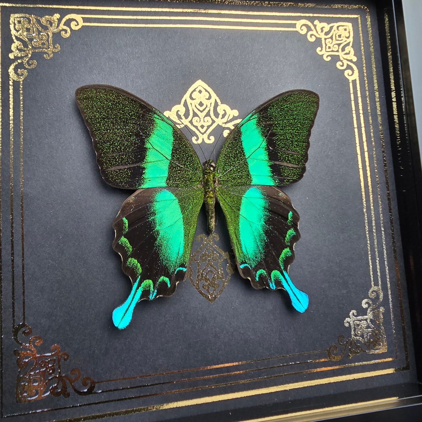 Finest Obituaries | Framed Butterfly "Papilio Blumei"