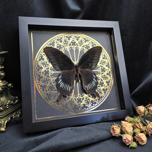 Finest Obituaries | Präparierter Schmetterling im Rahmen "Papilio Deiphobus" Präparat Taxidermie Ausgestopft specimen mount Insekt