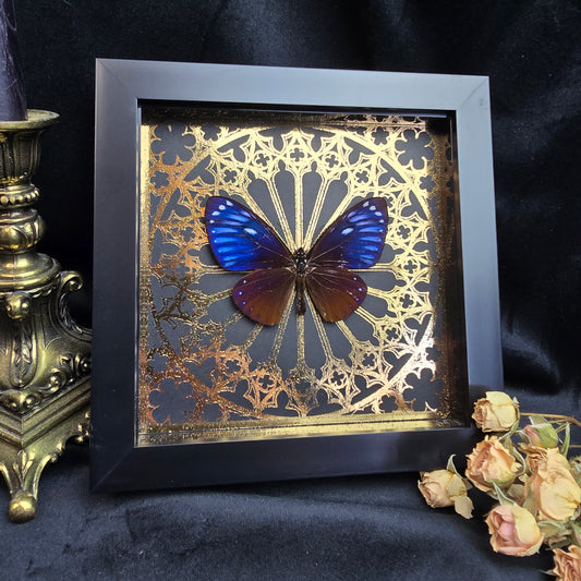 Finest Obituaries | Präparierter Schmetterling im Rahmen "Chilasa Paradoxa Paradoxa" Präparat Taxidermie Ausgestopft specimen mount Insekt