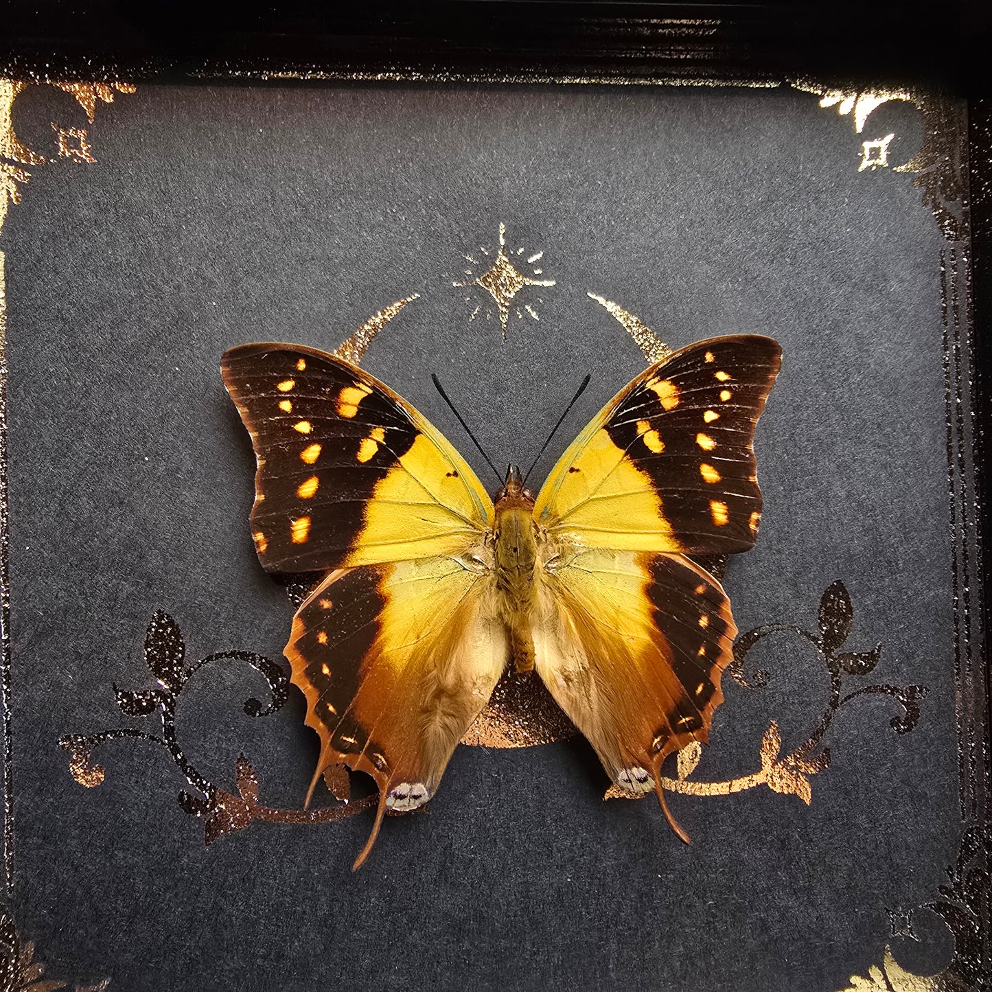 Finest Obituaries | Framed Butterfly "Charaxes Antamboulou"