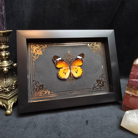 Finest Obituaries | Framed Butterfly "Danaus Chrysippus"