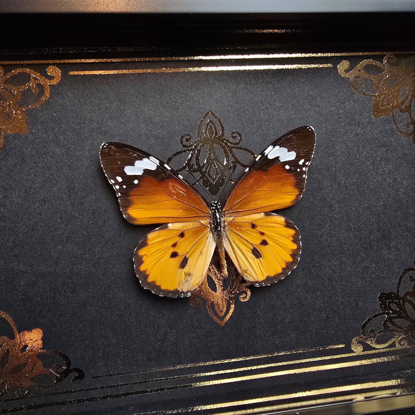 Finest Obituaries | Schmetterling im Rahmen "Danaus Chrysippus"