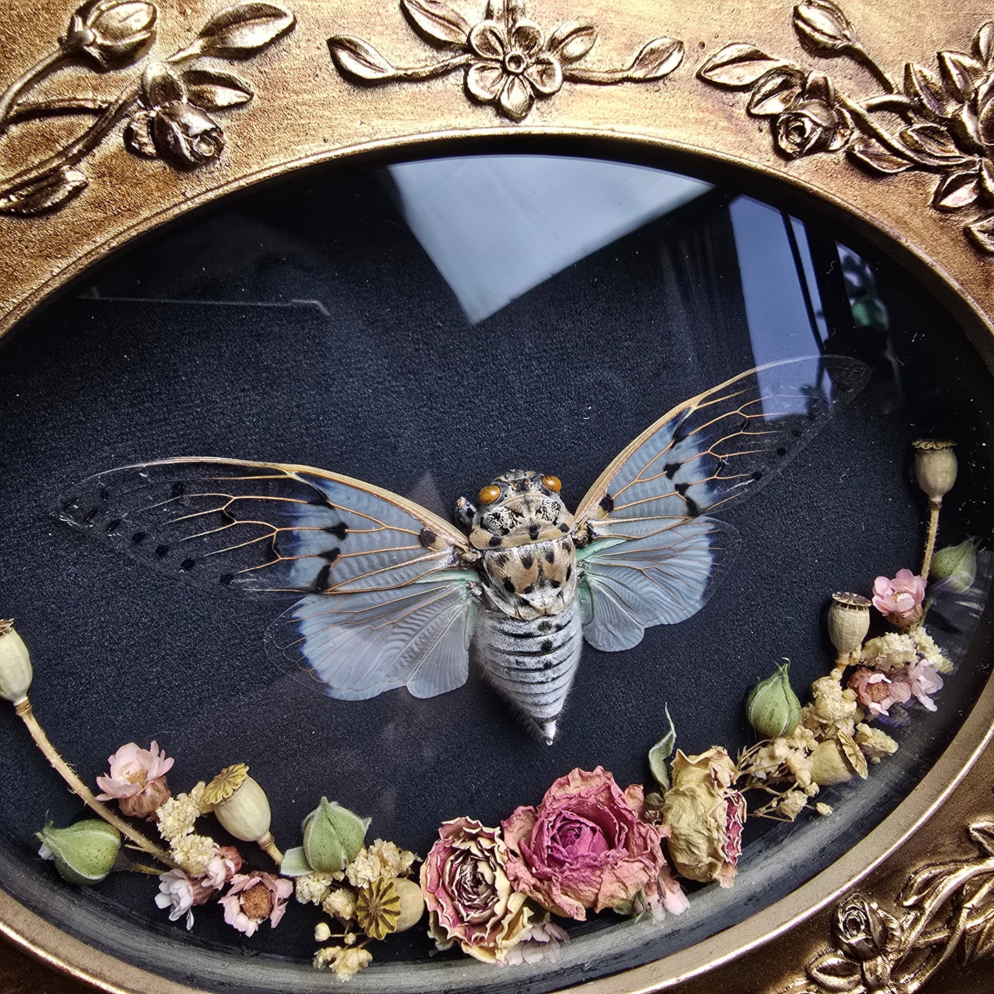 Finest Obituaries | Cicada "Ayuthia Spectabilis" in Baroque Frame