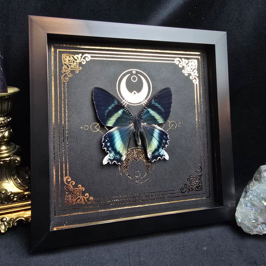 Finest Obituaries | Präparierte Motte im Rahmen "Alcides Orontes"