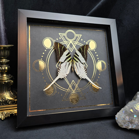 Finest Obituaries | Schmetterling im Rahmen "Graphium Androcles Androcles"