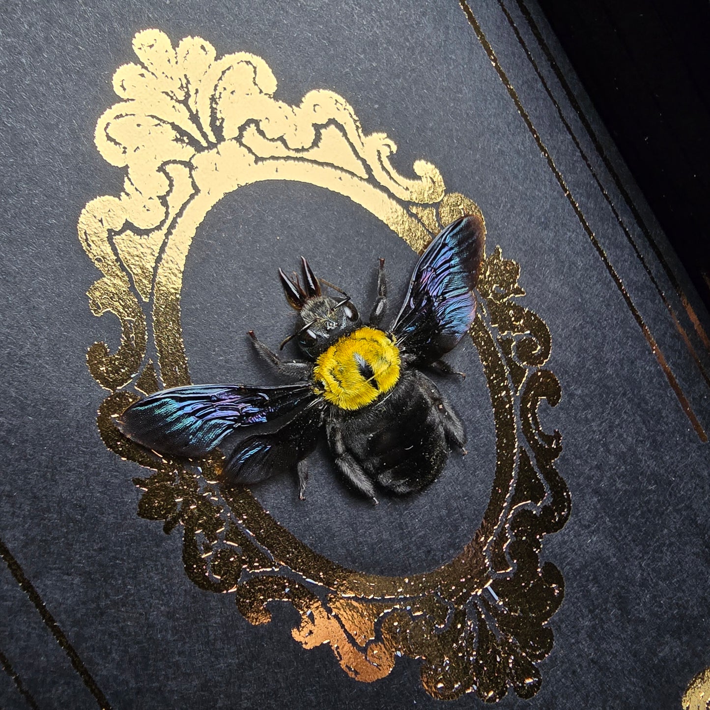 Finest Obituaries | Framed Bee "Xylocopa Confusa"