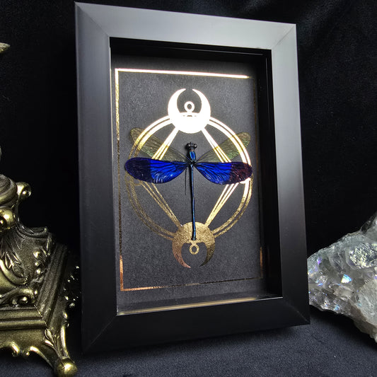 Finest Obituaries | Präparierte Libelle im Rahmen "Neurobasis Kaupi"