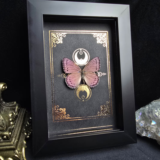 Finest Obituaries | Präparierter Schmetterling im Rahmen "Asterope Pechueli"