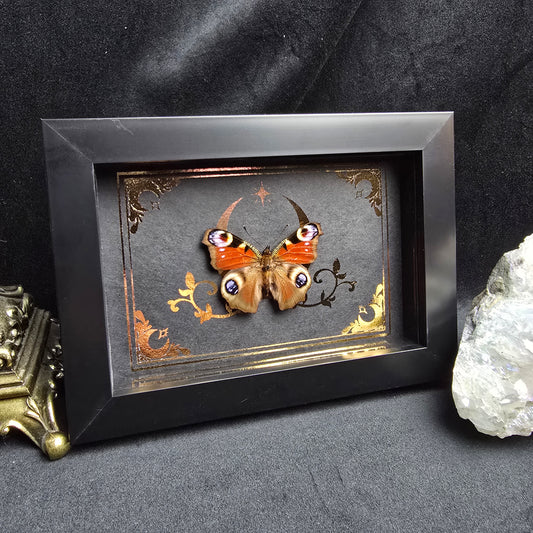 Finest Obituaries | Präparierter Schmetterling im Rahmen "Inachis Io"