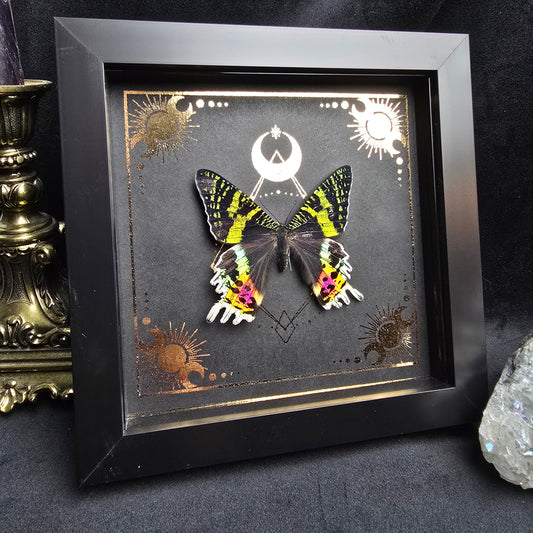 Finest Obituaries | Präparierte Motte im Rahmen "Urania Ripheus"