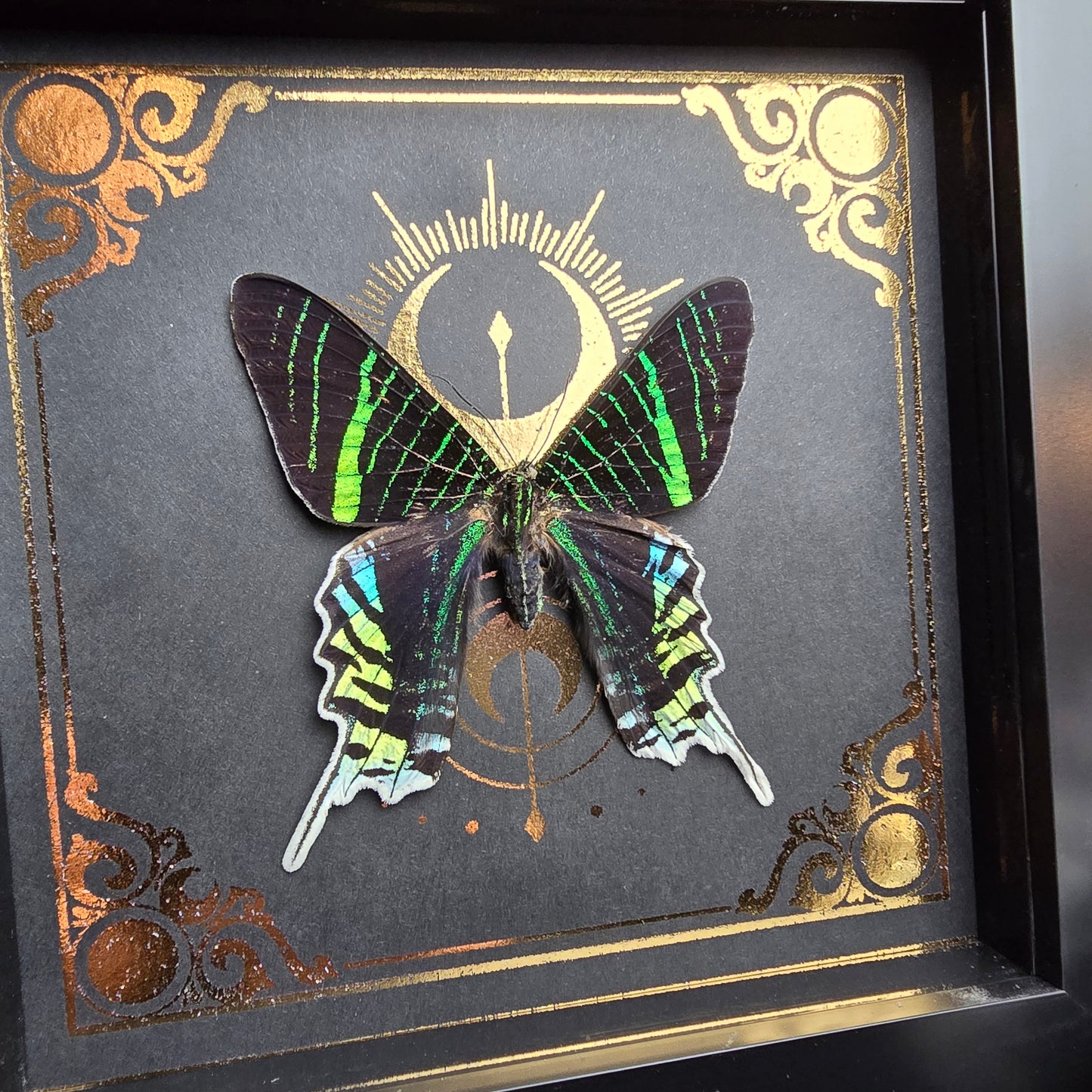 Finest Obituaries | Framed Moth "Urania Leilus"