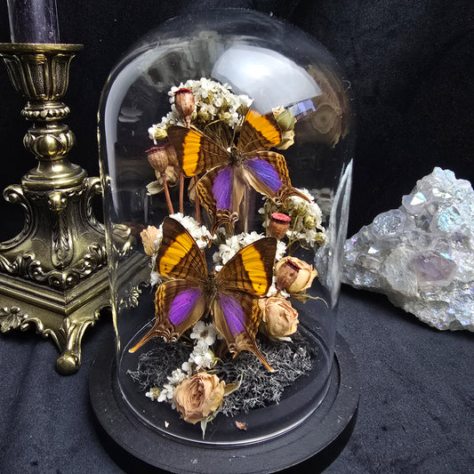 Finest Obituaries | Butterflies in Glass Dome ""Marpesia Corinna"