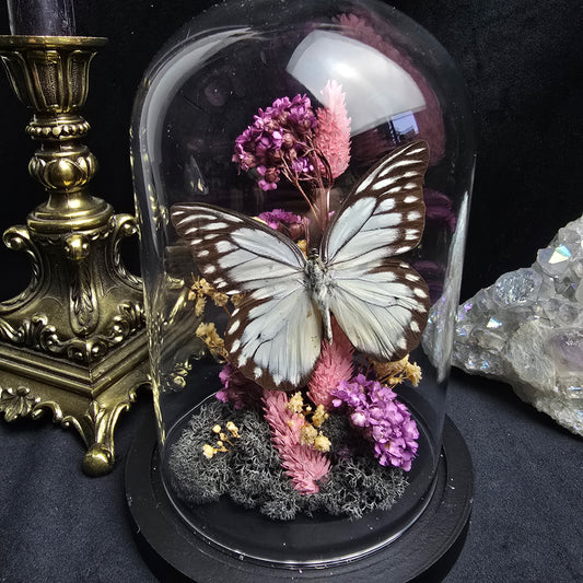 Finest Obituaries | Butterfly in Glass Dome "Prioneris Thestylis"