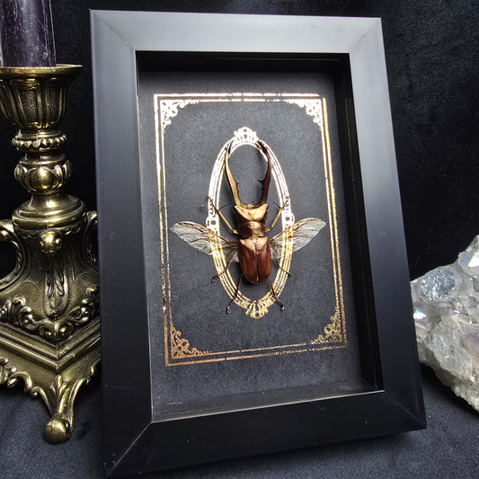 Finest Obituaries | Präparierter Käfer im Rahmen "Cyclommatus Metallifer"