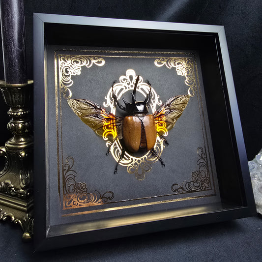 Finest Obituaries | Framed Beetle "Eupatorus Gracillicornis"