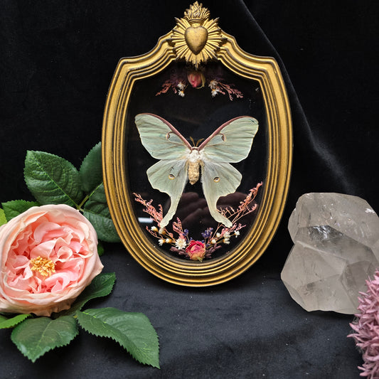 Finest Obituaries | Motte "Actias Luna" in Barockrahmen