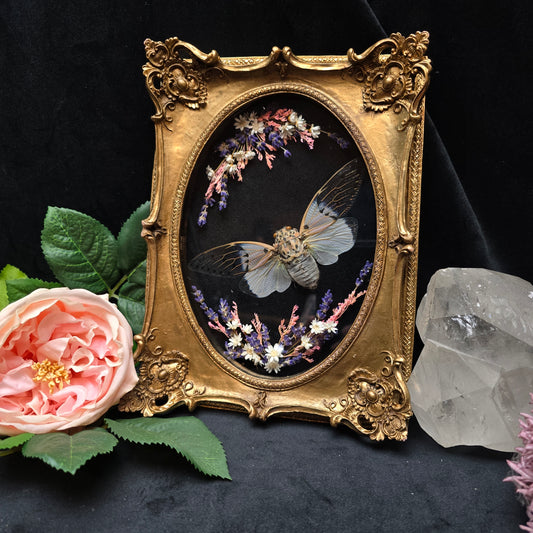 Finest Obituaries | Zikade "Ayuthia Spectabilis" in Barockrahmen