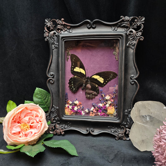 Finest Obituaries |Schmetterling "Papilio Aristeus" in Barockrahmen