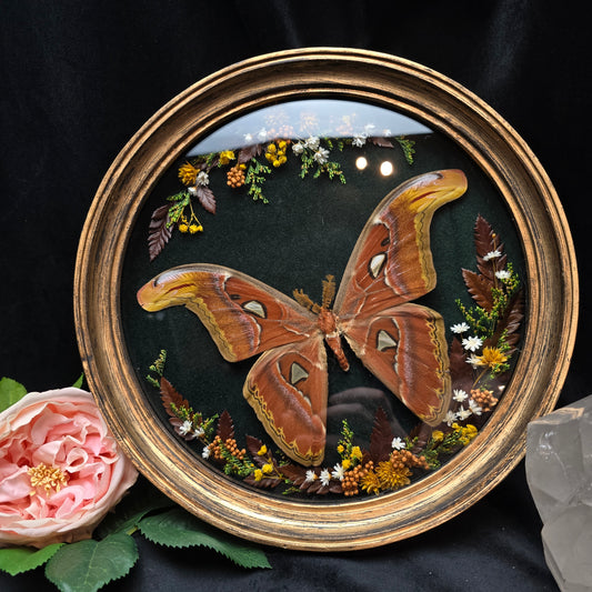 Finest Obituaries | Motte "Attacus Atlas" in Barockrahmen