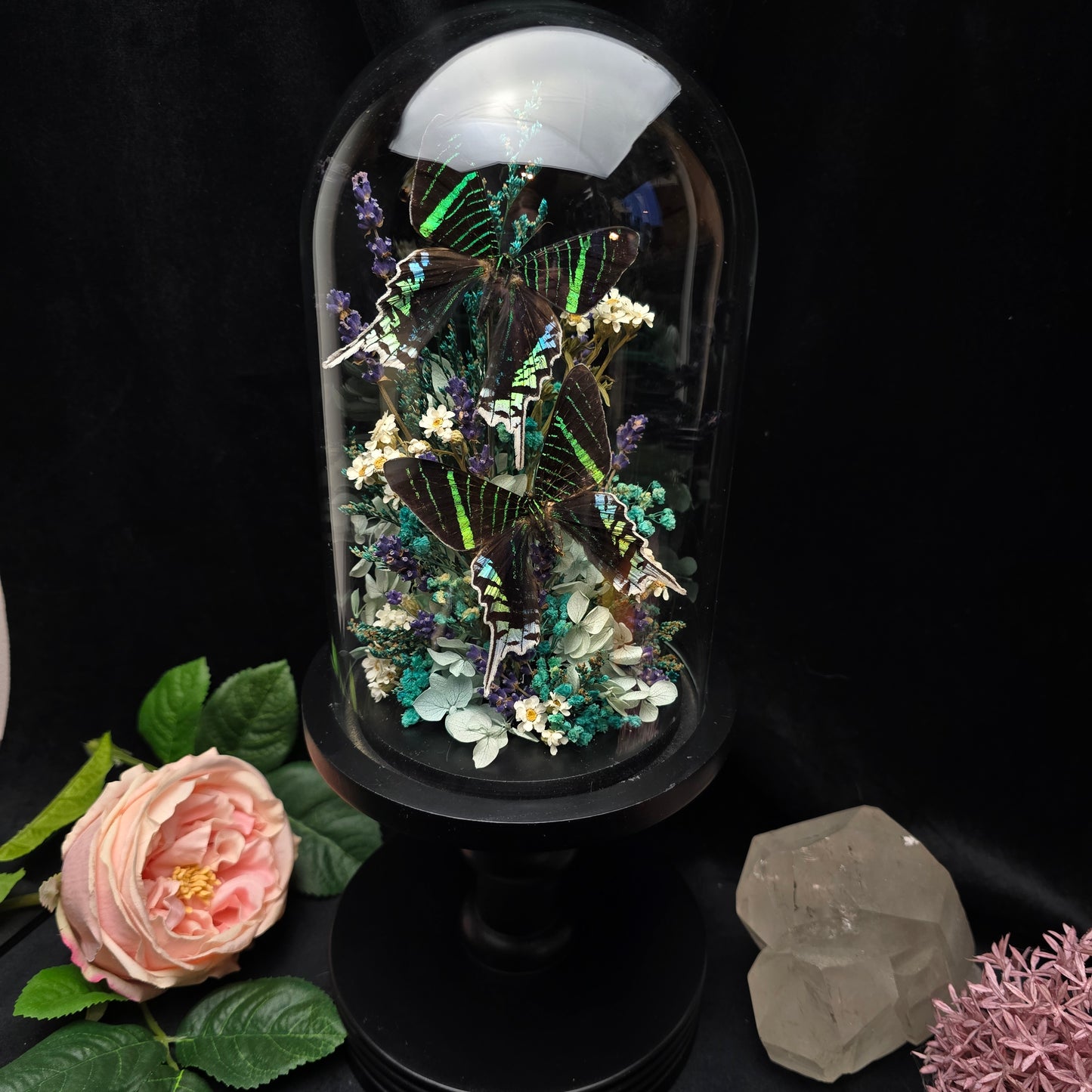 Finest Obituaries | Motten in Glasglocke "Urania Leilus"